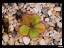 drosera_aff._macrophylla_ssp._monantha_dmap5