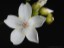 Drosera aff. palladia flower 1