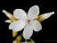 Drosera aff. palladia flower 3