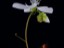 Drosera andersonia flower 2