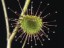 Drosera andersonia leaf