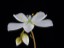 Drosera andersonia white flower 2