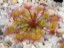 Drosera andersonia white flower DAND2