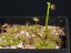 Drosera auriculata  2 DAUR1