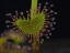 Drosera auriculata DAUR1 leave