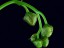 Drosera auriculata flower bud 