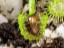 Drosera auriculata with fly