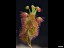 drosera_basifolia_dbas1_1