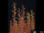 drosera_basifolia_dbas1_2