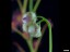 drosera_basifolia_dbas1_closed_flowers