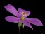 drosera_basifolia_flower