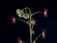 Drosera basifolia with flower buds DBAS4