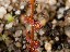 Drosera bicolor