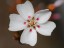 Drosera bicolor flower 1