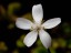 Drosera browneria flower