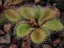 Drosera browniana Hatter Hills