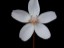Drosera browniana Hatter Hills Flower