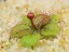 Drosera browniana Hatter Hills nearly flowering