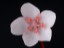Drosera browniana HatterHill flower
