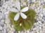 Drosera bulbosa aff. El Caballo Blanco flower  DBUL3