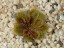 Drosera bulbosa aff. El Caballo Form