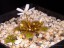 Drosera bulbosa eastern wheatbelt form with flower