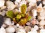 Drosera bulbosa eastern wheatbelt form with flowerbuds