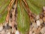 Drosera bulbosa eastern wheatbelt form with seeds
