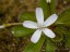 Drosera bulbosa flower 2