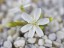 Drosera bulbosa flower DBUL1