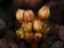 Drosera bulbosa flowerbuds JP
