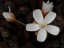 Drosera bulbosa flowers JP