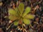 Drosera bulbosa seedpods