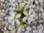 Drosera bulbosa two flowers DBUL1