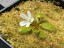Drosera bulbosa with flower