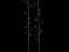Drosera calycina DCAL1