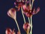 Drosera calycina many flowers