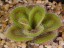 Drosera colina 3 DCOL1