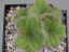 Drosera colina many plants DCOL1