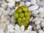 Drosera collina flower 1 DCOL1