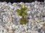 Drosera collina flower 2 DCOL1