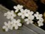 Drosera erythrogyne flower 1