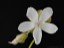 Drosera erythrogyne flower 2