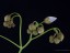 Drosera erythrogyne many flowers DERG1