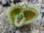 Drosera erythrorhiza awakening