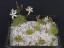 Drosera erythrorhiza flower pot