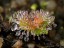 Drosera erythrorhiza small