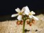 Drosera erythrorhiza two flowers