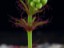 Drosera fimbriata closed flower 2 DFIM2