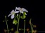 Drosera fimbriata flower